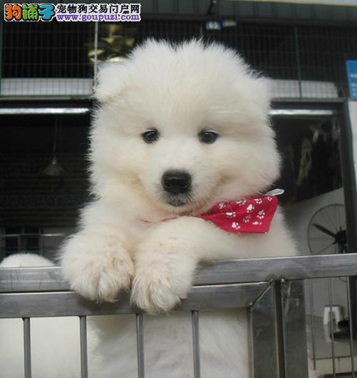 猫咪生小猫流血水：关注母猫健康的信号