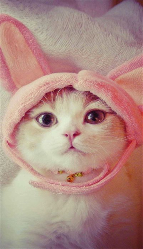 狗狗来月经量多，主人该如何应对？