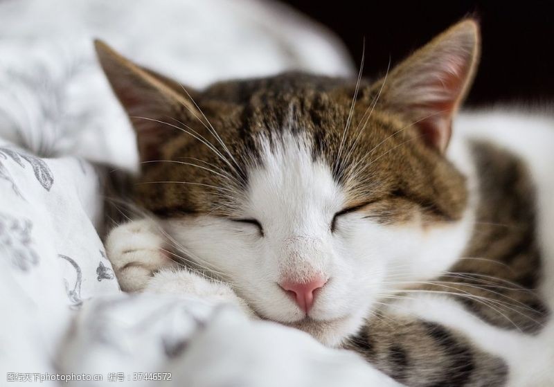 狗狗泰迪刨地：揭秘背后的原因与对策