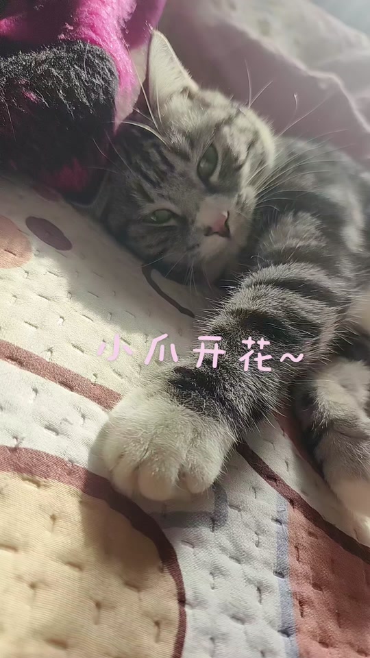 猫咪误喝了牛奶拉肚子：宠物护理小贴士